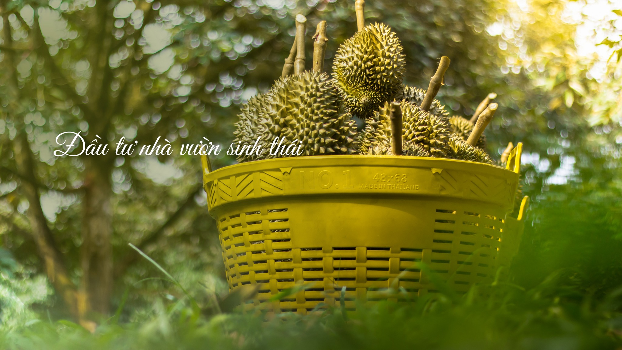 Cover image for VIME FARM