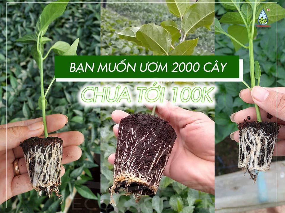 Cover image for Nguồn Sinh Thái