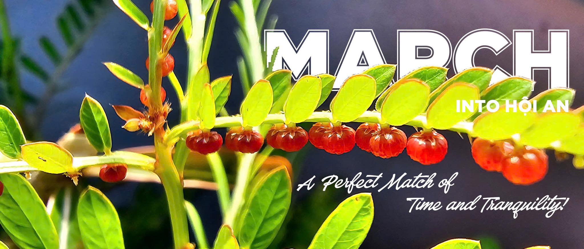 Cover image for Little HoiAn Group