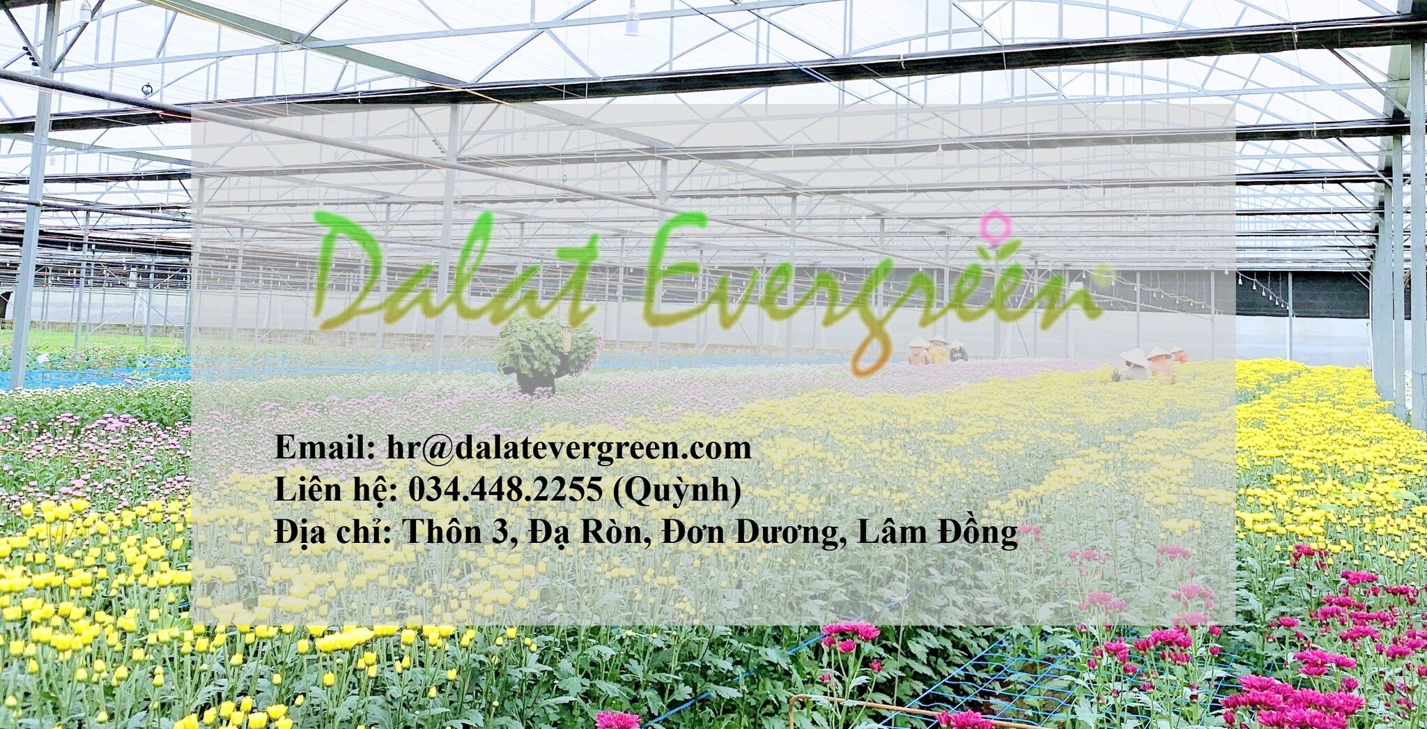 Cover image for Dalat Evergreen
