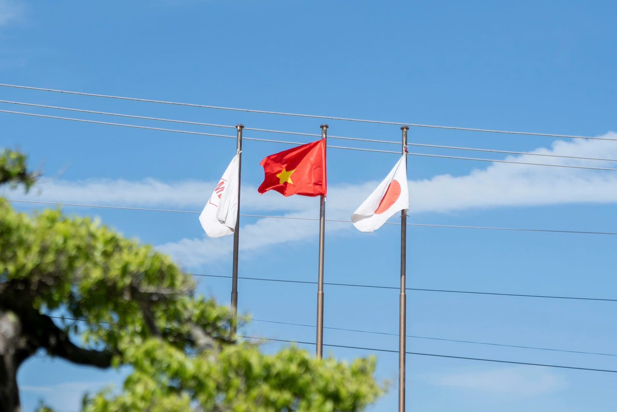 Cover image for Marubeni lumber Việt Nam