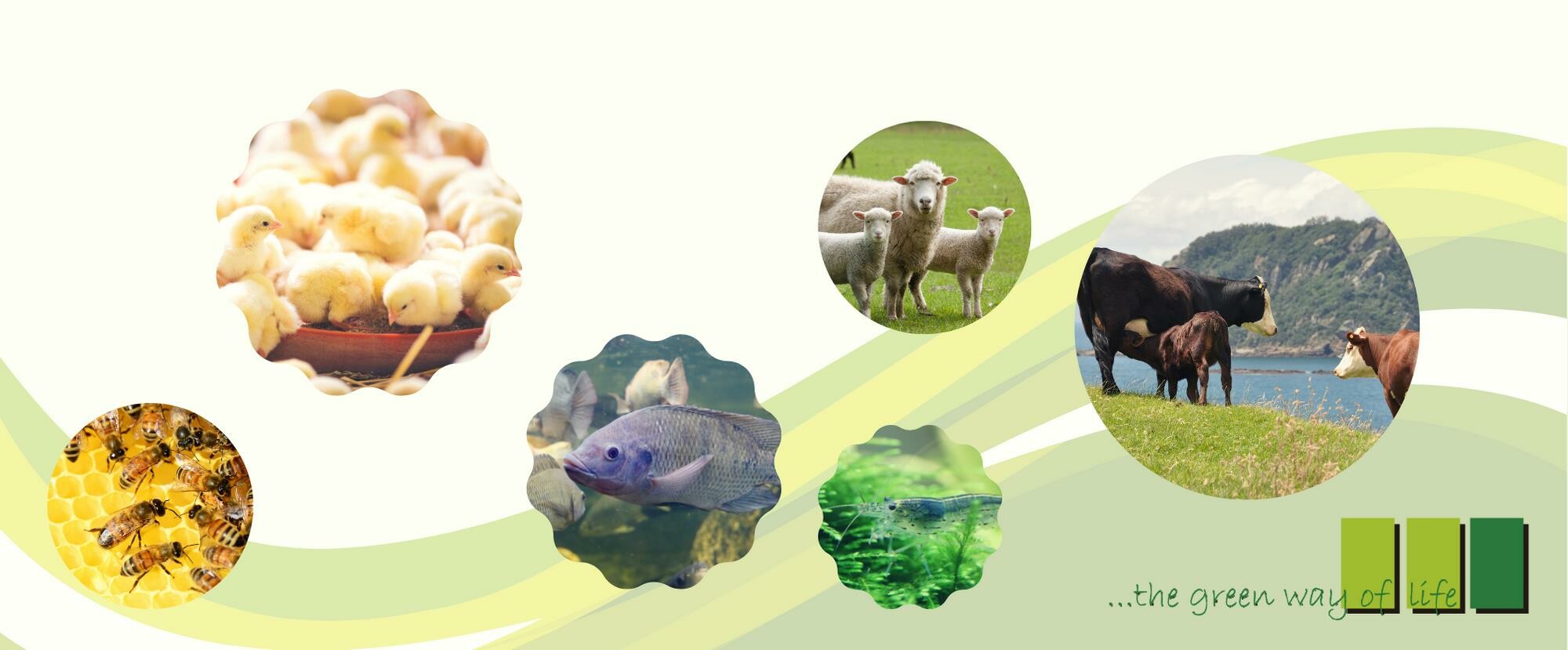 Cover image for LIPTOSA