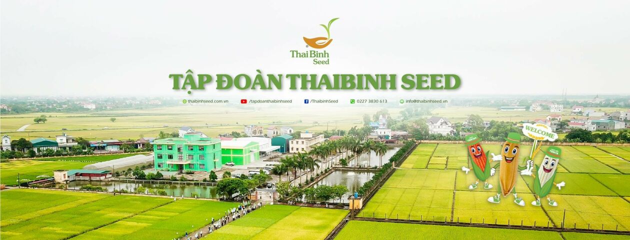 Cover image for Thaibinh Seed