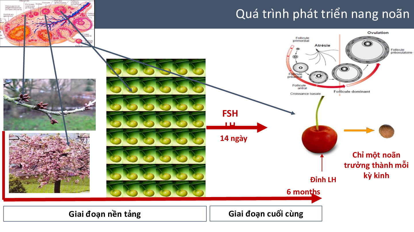 Slide bải giảng về xét nghiệm chỉ số sinh sản AMH (trang 3)