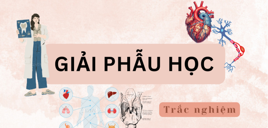 TOP 1000 câu hỏi trắc nghiệm GIẢI PHẪU HỌC | Đại học Đà Nẵng