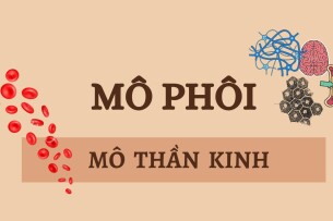 MÔ THẦN KINH | Câu hỏi trắc nghiệm ôn tập Mô phôi | Trường Đại học Y Hà Nội (2025)