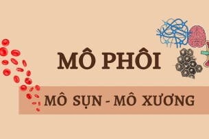 MÔ SỤN - MÔ XƯƠNG | Câu hỏi trắc nghiệm ôn tập Mô phôi | Đại học Y Dược Huế (2025)