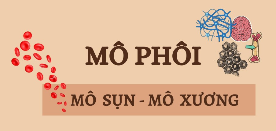 MÔ SỤN - MÔ XƯƠNG | Câu hỏi trắc nghiệm ôn tập Mô phôi | Đại học Y Dược Huế