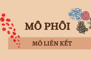 MÔ LIÊN KẾT | Câu hỏi trắc nghiệm ôn tập Mô phôi | Đại học Y Dược Thành phố Hồ Chí Minh (2025)