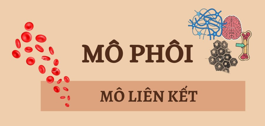 MÔ LIÊN KẾT | Câu hỏi trắc nghiệm ôn tập Mô phôi | Đại học Y Dược Thành phố Hồ Chí Minh