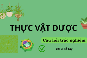 58 Câu hỏi trắc nghiệm về RỄ CÂY | Câu hỏi ôn tập môn Thực vật dược | Trường Đại học Nguyễn Tất Thành (2025)