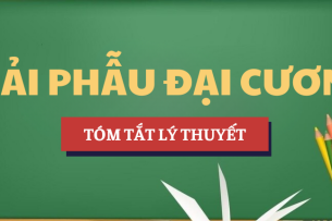 Tóm tắt lý thuyết Học phần Giải phẫu đại cương | Trường Đại học Y Dược, Đại học Quốc gia Hà Nội