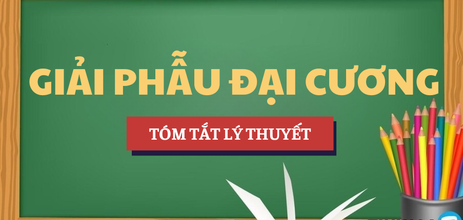 Tóm tắt lý thuyết Học phần Giải phẫu đại cương | Trường Đại học Y Dược, Đại học Quốc gia Hà Nội