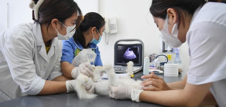 Top 10+ trường đào tạo ngành thú y hàng đầu tại HN & TP. HCM (2025)