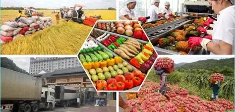 Top 10 công ty logistics chuyên vận chuyển nông sản, trái cây xuất khẩu tại Việt Nam